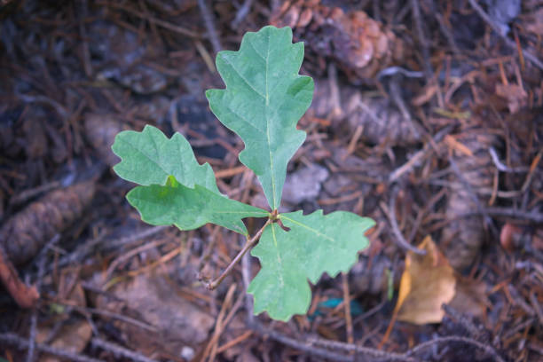 istock Young oak tree. Quercus mongolica young plant in the forest. 1709899682