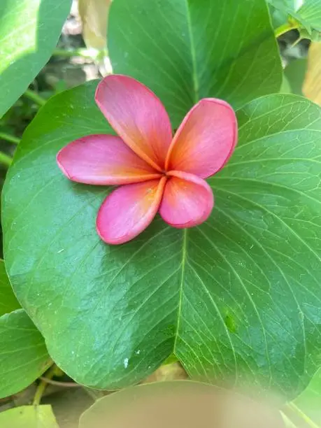 Photo of A beautiful pink fringapani flower