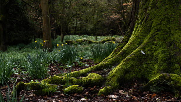 Lydial Park Swindon Early Spring March 2023