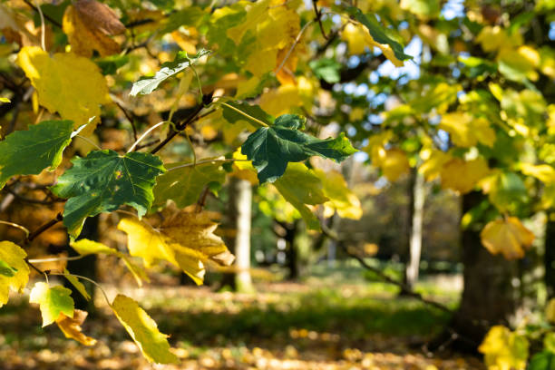 istock Westonbirt  Arboretum forest fall colours 1709914315