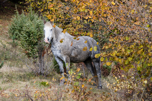 A grub of horses are running on  green grass. There is a very beautiful mountain view of yellowed trees behind them in Georgia and autumn.