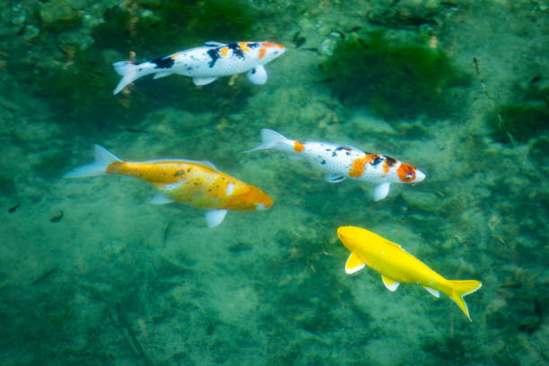Koi fish in the clear pond.