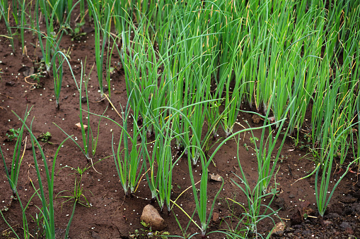 Field of growing leek