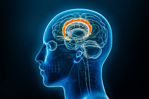 istock Xray lateral or profile view of the cingulate gyrus or cortex 3D rendering illustration with body contours. Human brain and limbic system anatomy, medical, biology, neuroscience, neurology concepts. 1709919706