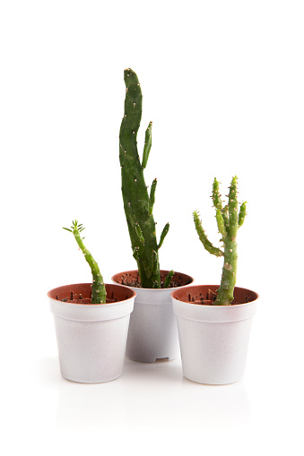 Three cactuses in pots on white background