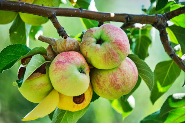 istock Ripening apples hanging tree against background green foliage on bright sunny summer day. 1709935111