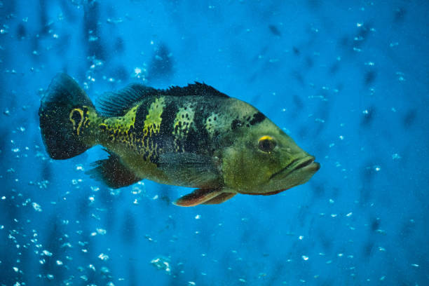 istock Fish cichla kelbery family blue background. 1709935124