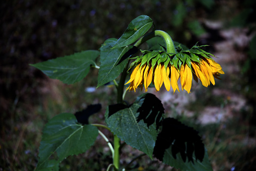 Close-up of a reclining sunflower flower (Helianthus annuus) with its shadow cast on green leaves, Umbria, Italy