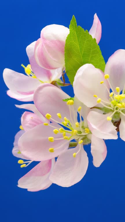 4k vertical timelapse of an Wild Apple tree flower blossom bloom and grow on a blue background. Blooming flower of Malus domestica. Vertical time lapse in 9:16 ratio mobile phone and social media ready.