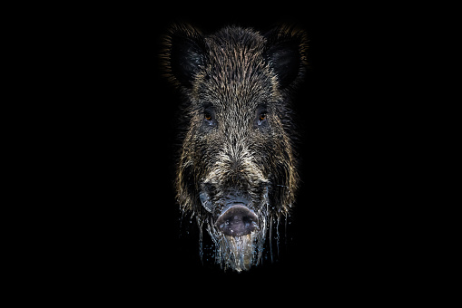 Portrait of a wild boar on a black background. Animal portrait