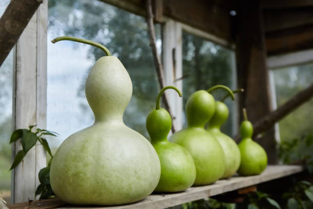 istock Decorative pumpkin for making dishes and bottles. Rare plants from southern countries. Ecological lifestyle. 1709970136