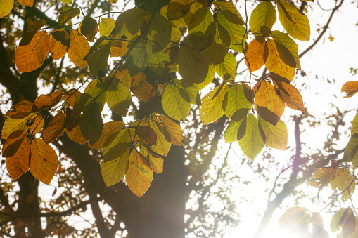 A captivating close-up capturing the intricate beauty of autumn leaves in a park, their golden hues radiating warmth and elegance. The defocused background adds a dreamlike quality, highlighting the individuality of each leaf in this seasonal symphony.