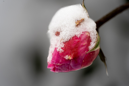 A captivating close-up of a Rosa Gallica, the French Rose, delicately blanketed in snow. Against a dark backdrop, the frozen bloom reveals a quiet elegance, embodying the beauty of winter's subtle touch. A poetic moment frozen in time, celebrating nature's grace and resilience.
