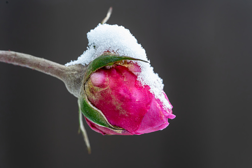 Close up of a camelia flower under the snow in winter