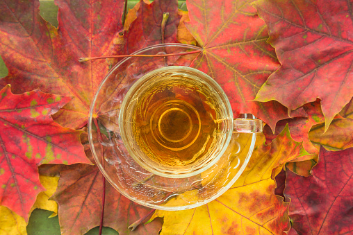 Top view for transparent cup of herbal tea on the red, orange, yellow maple leaves background;