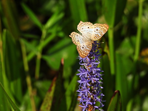 White Peacock Butterfly - profile