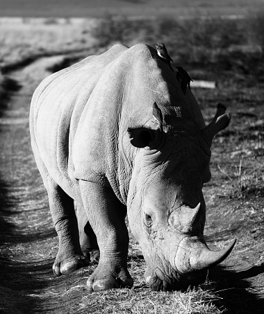 A mature white rhinoceros grazing.