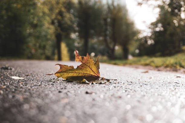 istock Close-up of maple leaf on road 1710068542
