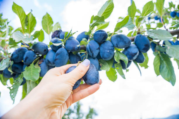 женские руки собирают спелую сливу в саду на размытом зеленом фоне. - plum eating women fruit стоковые фото и изображения