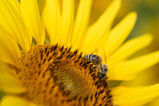 A small honey bee sits on the blossom of a yellow sunflower. The bee is partially covered with pollen. The sun shines on flowers and insects.