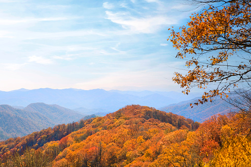 Rolling hills covered in autumn treetops during a vibrant wispy blue sky in the Smokey Mountain national park in Tennessee.