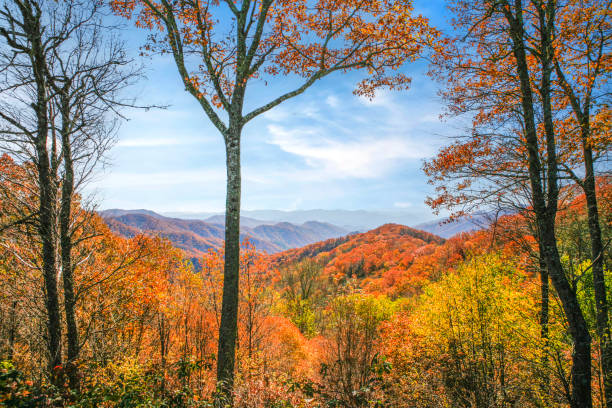 smokey mountain autumn leaves - great smoky mountains great smoky mountains national park mountain smoke imagens e fotografias de stock