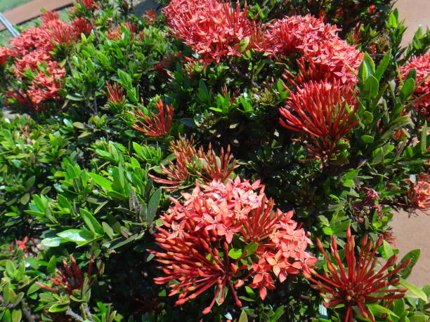 istock Red (scarlet) flower of ixora plant, clustered into corymbiform inflorescences. 1710097609