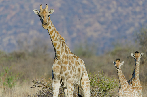 A famly of giraffes in a nature reserve in South Africa.