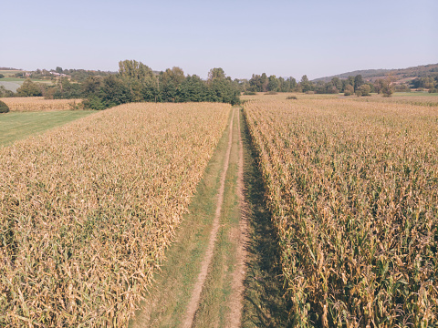 Harvesting corn in autumn in Europe