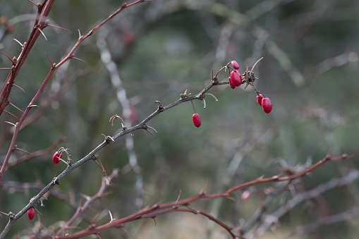 Dog rose (Rosa canina) fruits on the thorny branch without leaves (after winter).