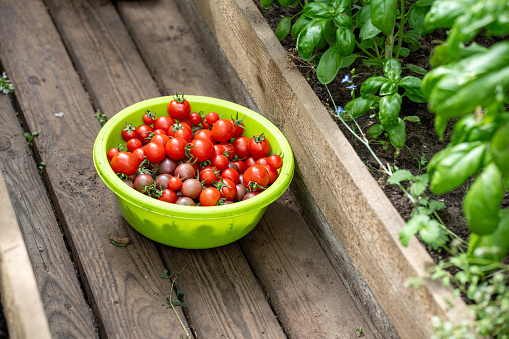 A plastic bowl filled with freshly picked ripe cherry tomatoes on a wooden floor of greenhouse