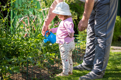 A young child and her grandfather tending to a garden together watering plants with a can