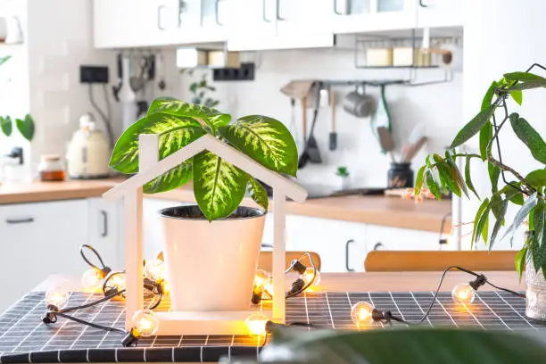 Photo of dieffenbachia in a pot in the interior of the house in the kitchen, illuminated by garland lamps and miniature of house project with keys. Potted plant in green house, real estate rental, insurance