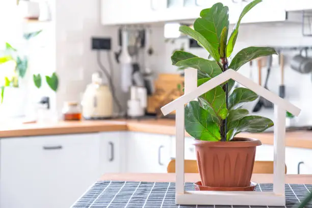 Photo of Ficus lirata in a pot in the interior of the house in the kitchen, illuminated by garland lamps. Potted plant in a green house