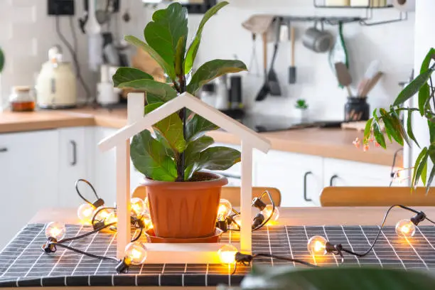 Photo of Ficus lirata in a pot in the interior of the house in the kitchen, illuminated by garland lamps. Potted plant in a green house