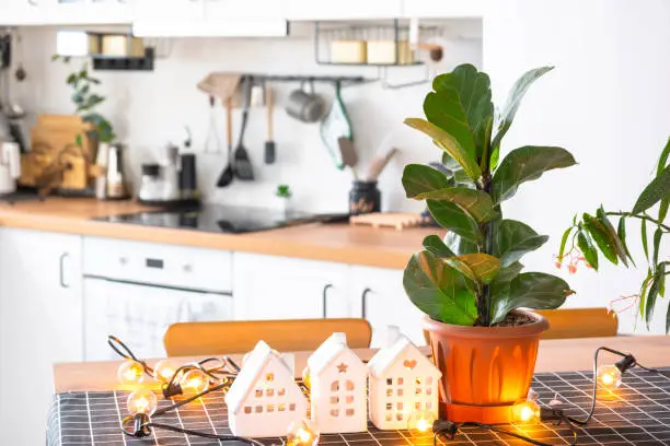 Photo of Ficus lirata in a pot in the interior of the house in the kitchen, illuminated by garland lamps and miniature of house project with keys. Potted plant in green house, real estate rental, insurance