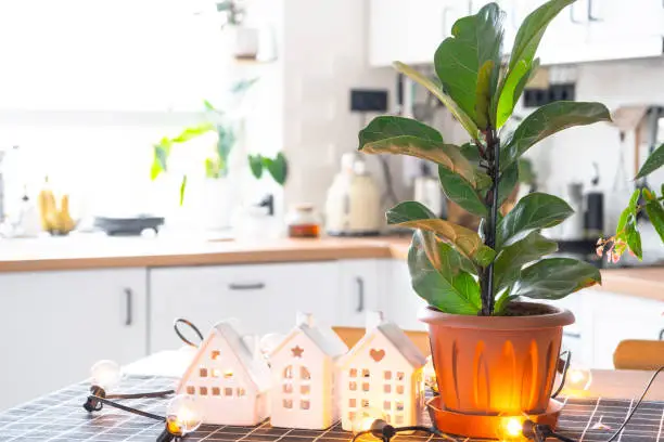 Photo of Ficus lirata in a pot in the interior of the house in the kitchen, illuminated by garland lamps and miniature of house project with keys. Potted plant in green house, real estate rental, insurance