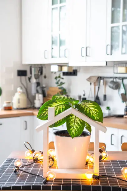 Photo of dieffenbachia in a pot in the interior of the house in the kitchen, illuminated by garland lamps and miniature of house project with keys. Potted plant in green house, real estate rental, insurance