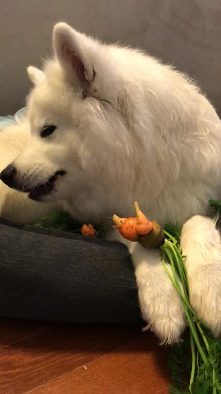 Samoyed puppy dog eating a crunchy organic ugly carrot.