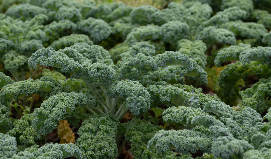 Closeup and background of a field of green kale. The curly leaves are already big. The vegetables are waiting to be harvested.