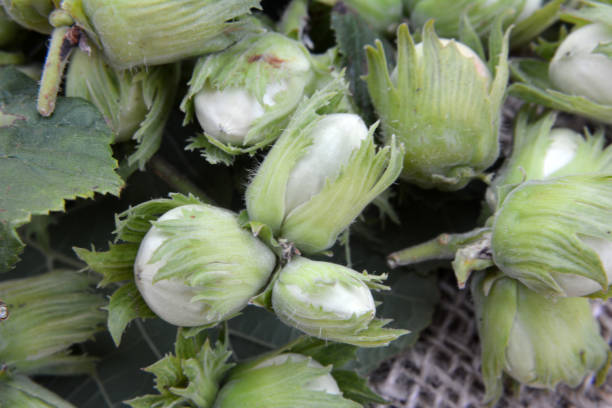 istock In a heap - a harvest of nuts hazel. 1710136989