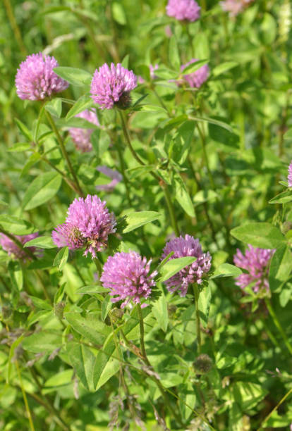 istock Meadow clover (Trifolium pratense) grows in the meadow among the grasses 1710138237