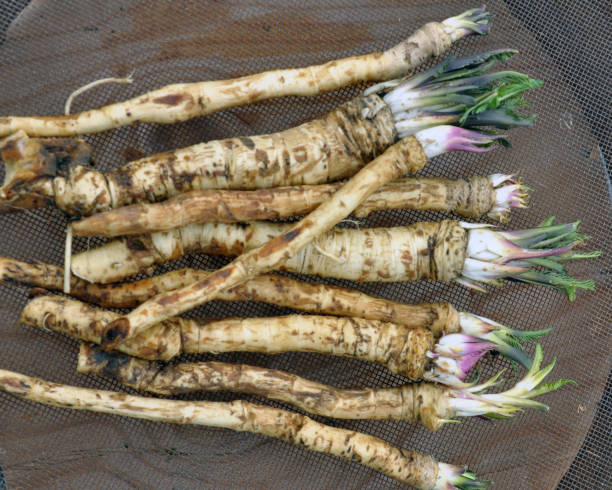istock Fresh, dug-out horseradish 1710138871