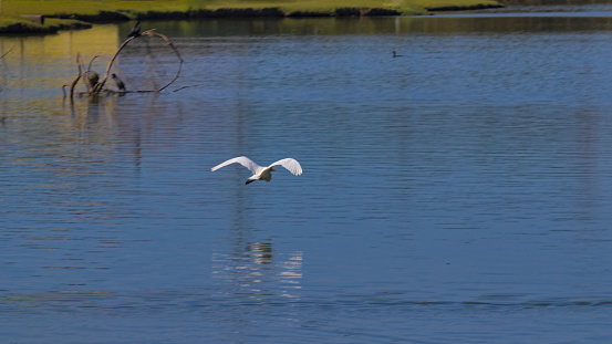 large white bird, known as the Great Egret (Ardea alba) gliding over the surface of a lake that reflects its image - MOGI DAS CRUZES,  SAO PAULO,  BRAZIL.