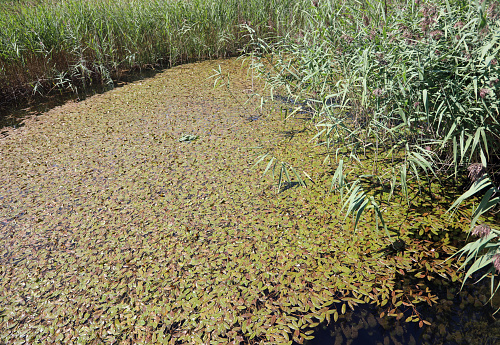 Biotope with water lilies