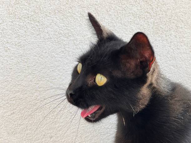 istock Surprised cat face, funny black kitty. 1710142961