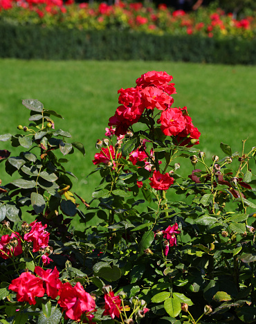 big roses with thorns in the rose garden of the public park garden blooming without people