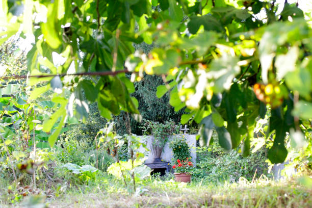 istock small corner in the garden 1710147297