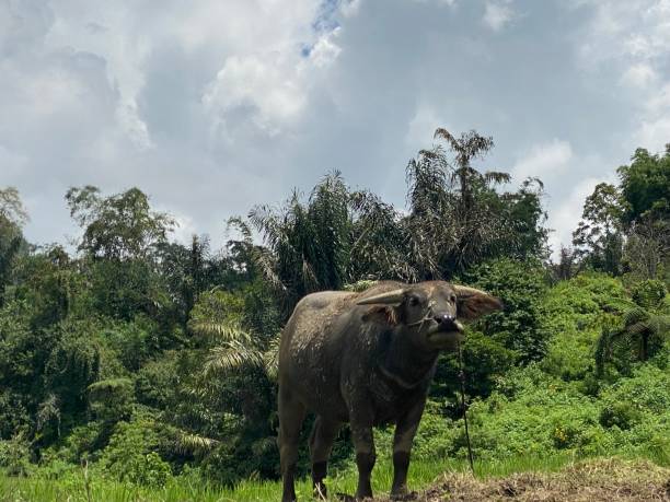 istock The buffalo saw something 1710149466