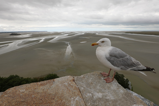 seagull on the lookout above the ancient abbey and the beach during low tide
